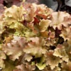 Alunrot 'Marmelade', 3-pack -Hot Sale Wexthuset Store heuchera marmelade alunrot