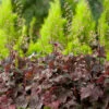 Rödbladig Alunrot 'Palace Purple, 6-pack -Hot Sale Wexthuset Store heuchera micrantha palace purple rodbladig alunrot