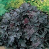 Alunrot 'Plum Pudding', 3-pack -Hot Sale Wexthuset Store heuchera plum pudding alunrot