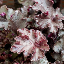 Alunrot 'Melting Fire', 3-pack