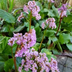 Hjärtbergenia 'Möja', 3-pack -Hot Sale Wexthuset Store hjartbergenia bergenia cordifolia moja