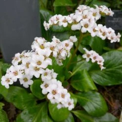 Hjärtbergenia 'Bessingham White', 3-pack -Hot Sale Wexthuset Store hjartbergenia bessingham white 2