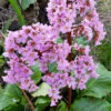 Hjärtbergenia 'Möja', 3-pack -Hot Sale Wexthuset Store hjartbergenia moja