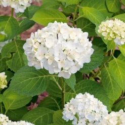 Hortensia 'Endless Summer The Bride'