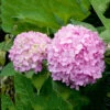 Hortensia 'Endless Summer'
