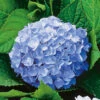Hortensia 'Nikko Blue' 1 Hortensia 'Nikko Blue' -Hot Sale Wexthuset Store hortensia hydrangea macrophylla nikko blue