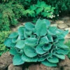 Funkia 'Big Daddy', 3-pack -Hot Sale Wexthuset Store hosta big daddy funkia