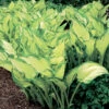 Blomsterfunkia 'Albo-picta', 3-pack -Hot Sale Wexthuset Store hosta fortunei albo picta blomsterfunkia