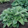 Blomsterfunkia 'Francee', 3-pack -Hot Sale Wexthuset Store hosta fortunei francee blomsterfunkia