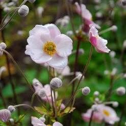 Höstanemon 'Königin Charlotte', 3-pack -Hot Sale Wexthuset Store hostanemon konigin charlotte