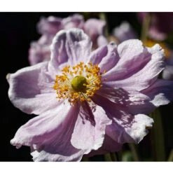 Höstanemon 'Königin Charlotte', 3-pack -Hot Sale Wexthuset Store hostanemon konigin charlotte narbild