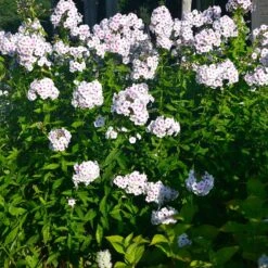 Höstflox 'Ingeborg Från Nybro', 3-pack -Hot Sale Wexthuset Store hostflox Ingeborg fran nybro 2