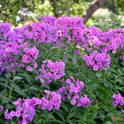 Höstflox 'Morfar Albert', 3-pack -Hot Sale Wexthuset Store hostflox phlox paniculata morfar alberg