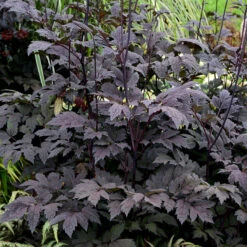 Höstsilverax 'Brunette', 2L -Hot Sale Wexthuset Store hostsilverax actaea simplex brunette bladverk