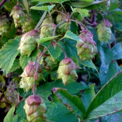 Humle -Hot Sale Wexthuset Store humleblommor