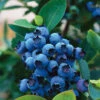 Hybridblåbär 'North Country'
