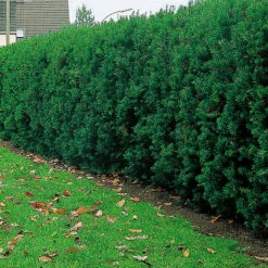 Hybrididegran 'Hicksii' 50-60 Cm -Hot Sale Wexthuset Store hybrididegran hiksii hackplantering