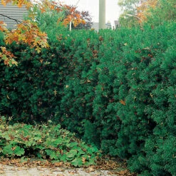 Hybrididegran 'Hillii' 30-40 Cm -Hot Sale Wexthuset Store hybrididegran hillii hackplantering