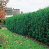 Hybrididegran 1L, 100-pack -Hot Sale Wexthuset Store hybrididegran taxus media hicksii hackvaxt 1