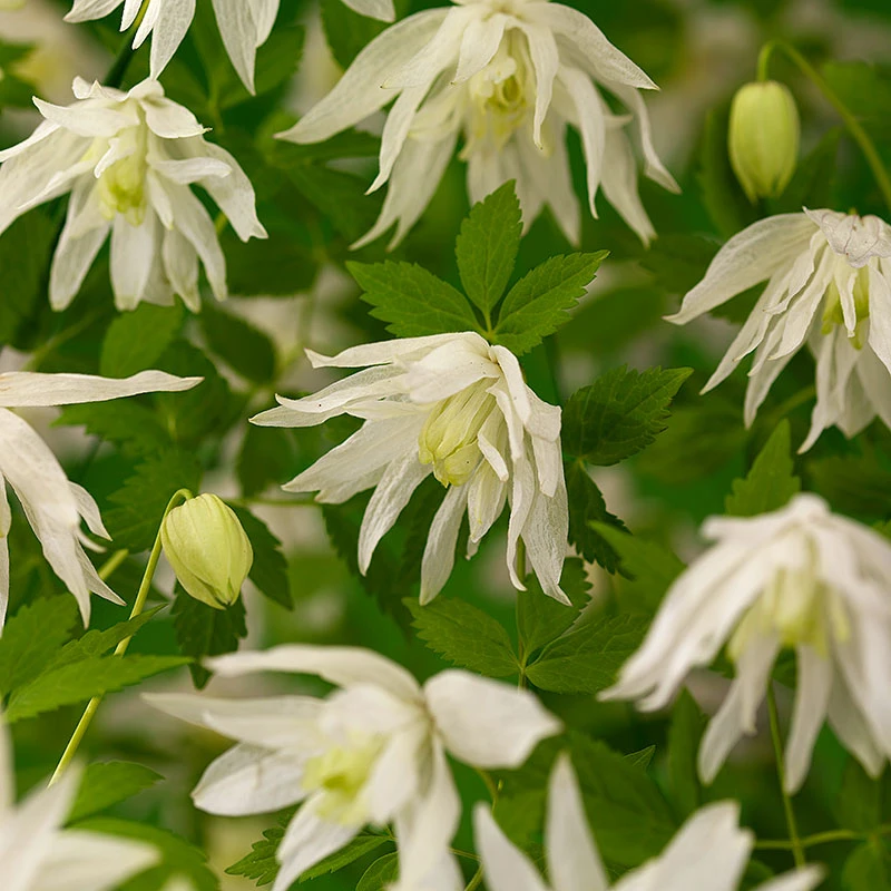 Klematis 'Albina Plena' 3 Klematis 'Albina Plena'