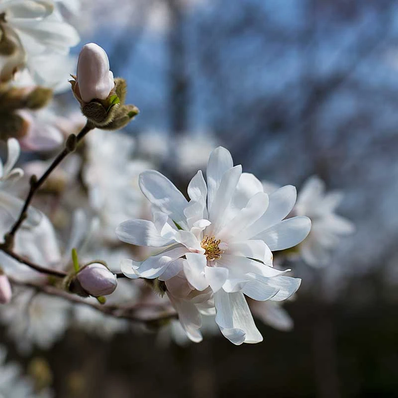 Hybridmagnolia 'Wildcat', 3-pack 3 Hybridmagnolia 'Wildcat', 3-pack