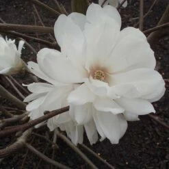 Hybridmagnolia 'Wildcat', 3-pack 7 Hybridmagnolia 'Wildcat', 3-pack -Hot Sale Wexthuset Store hybridmagnolia wildcat 2 1