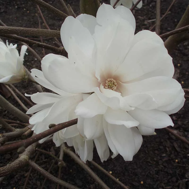 Hybridmagnolia 'Wildcat', 3-pack 4 Hybridmagnolia 'Wildcat', 3-pack - Image 2