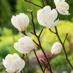 Hybridmagnolia 'Wildcat', 3-pack 9 Hybridmagnolia 'Wildcat', 3-pack -Hot Sale Wexthuset Store hybridmagnolia wildcat 4 1