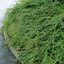 Hybridsnöbär 'Hancock' 30-50 Cm, 100-pack