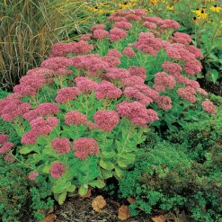 Kärleksört 'Herbstfreude', 3-pack -Hot Sale Wexthuset Store hylotelephium herbstfreude karleksort