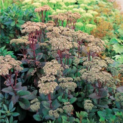 Kärleksört 'Matrona', 3-pack 9 Kärleksört 'Matrona', 3-pack -Hot Sale Wexthuset Store hylotelethum matrona karleksort