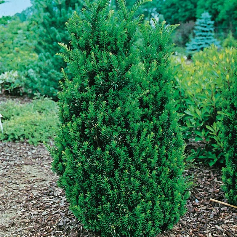 Idegran Hillii, 5-pack 3 Idegran Hillii, 5-pack