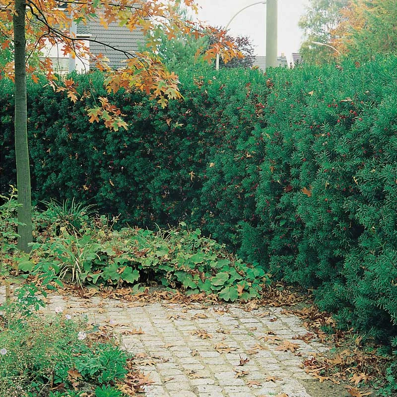 Idegran Hillii, 5-pack 4 Idegran Hillii, 5-pack - Image 2