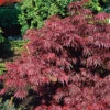 Flikbladig Japansk Lönn 'Garnet' -Hot Sale Wexthuset Store japansk blodfliklonn garnet acer palmatum