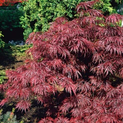 Flikbladig Japansk Lönn 'Garnet'