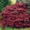Röd Japansk Lönn 'Atropurpureum' 2 Röd Japansk Lönn 'Atropurpureum' -Hot Sale Wexthuset Store japansk blodlonn acer palmatum atropurpureum
