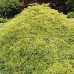 Flikbladig Japansk Lönn 'Dissectum'