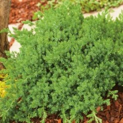 Japansk Kryp-en 'Nana', 10-pack -Hot Sale Wexthuset Store japansk kryp en nana 2 1