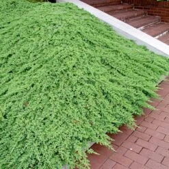 Japansk Kryp-en 'Nana', 5-pack -Hot Sale Wexthuset Store japansk kryp en nana 3 2