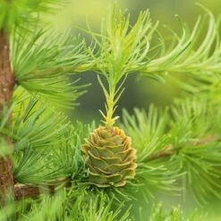 Japansk Lärk, 50-80 Cm 100-pack -Hot Sale Wexthuset Store japansk lark 2 1