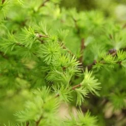 Japansk Lärk, 50-80 Cm 100-pack -Hot Sale Wexthuset Store japansk lark 3 1