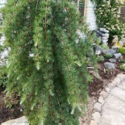 Japansk Lärk 'Stiff Weeper' 7 Japansk Lärk 'Stiff Weeper' -Hot Sale Wexthuset Store japansk lark stiff Weeper 2