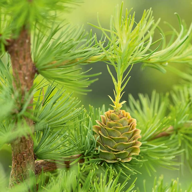 Japansk Lärk 'Stiff Weeper' 5 Japansk Lärk 'Stiff Weeper' - Image 3