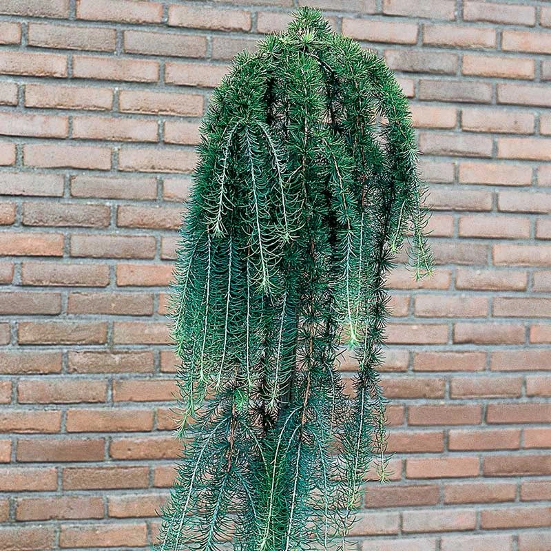 Japansk Lärk 'Stiff Weeper' 6 Japansk Lärk 'Stiff Weeper' - Image 4