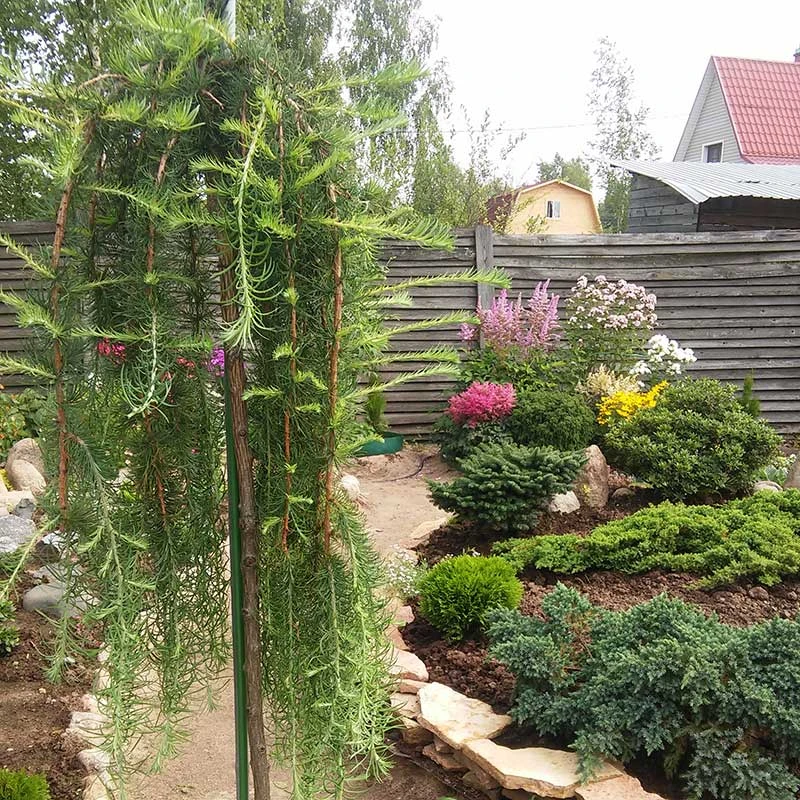 Japansk Lärk 'Stiff Weeper' 3 Japansk Lärk 'Stiff Weeper'