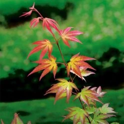 Japansk Lönn 'Tsuma Gaki', 5-pack -Hot Sale Wexthuset Store japansk lonn tsuma gaki 2 1