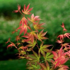 Japansk Lönn 'Tsuma Gaki', 1-pack -Hot Sale Wexthuset Store japansk lonn tsuma gaki 3