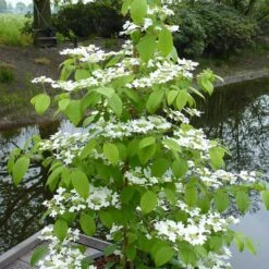 Japansk Olvon 'Kilimandjaro', 1-pack