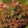 Japansk Buskrosling 'Mountain Fire' -Hot Sale Wexthuset Store japanskbuskrosling pieris japonica mountain fire