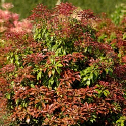 Japansk Buskrosling 'Mountain Fire'